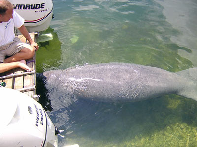 manatee photo