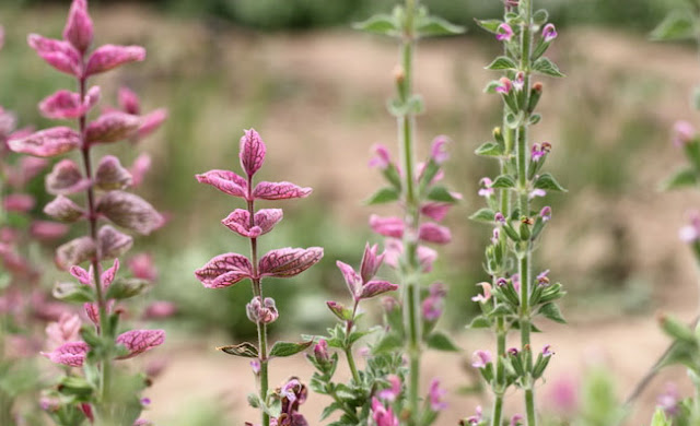 Annual Clary Sage