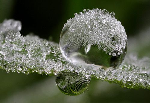 Frozen in 50 Howling Examples of Dew Photography