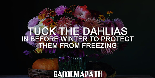 Tuck the dahlias in before winter to protect them from freezing