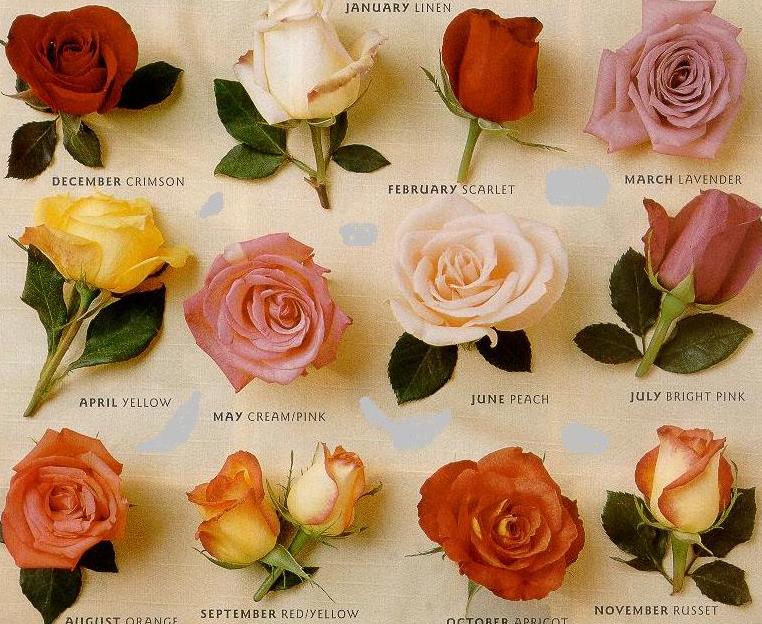 types of flowers to plant