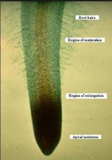 apical maristem