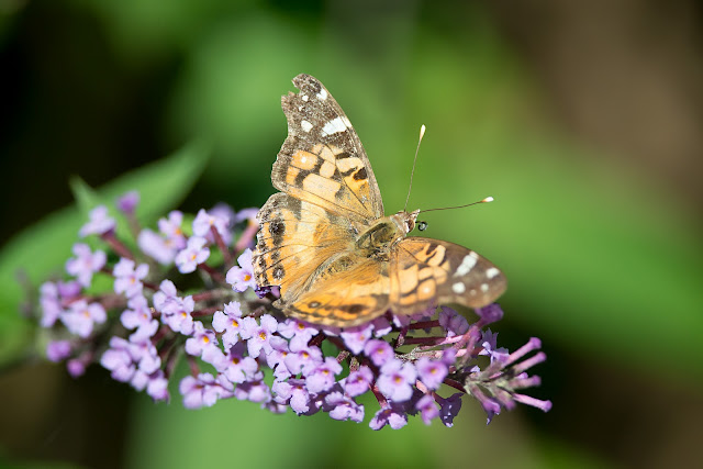 Pretty butterfly on a pretty purple flower