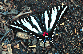The Zebra Swallowtail Butterfly 