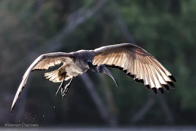 African Sacred Ibis Canon EOS 7D Mark II / EF 400mm f/5.6L USM Lens ISO 2500 - Intaka Island, Cape Town