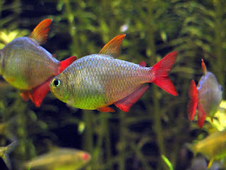 Columbian Tetra Fish Pictures