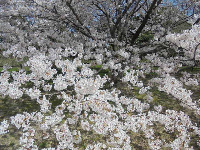 お布団のような満開の桜