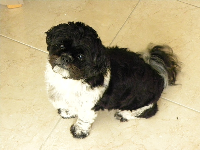 Tommie Shi Tzu