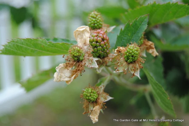 Spring Garden 2018 at Miz Helen's Country Cottage