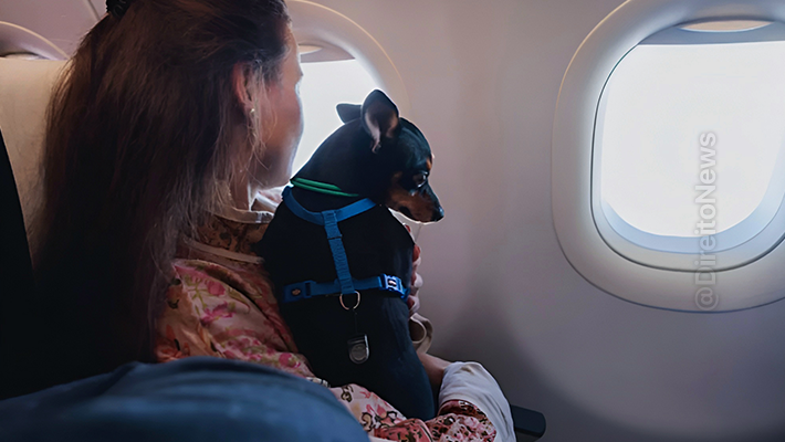 camara aprova pl transporte animais domesticos cabines avioes