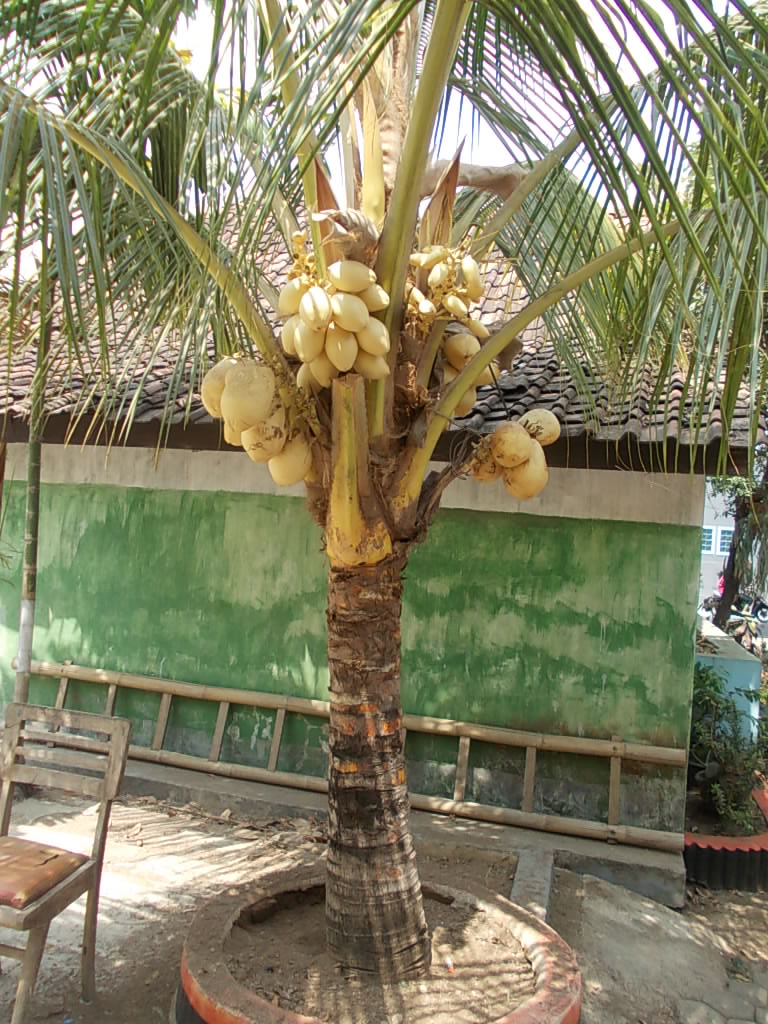 Macam-macam kelapa | Mengenal Tanaman Kelapa