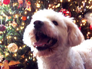 Moe in front of the tree