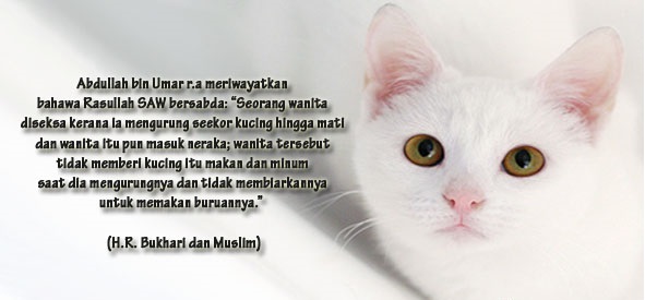 hukum memelihara kucing menurut islam