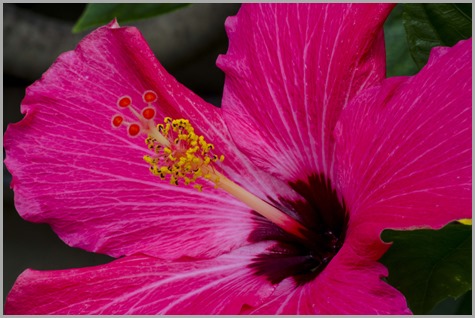 pink flower2