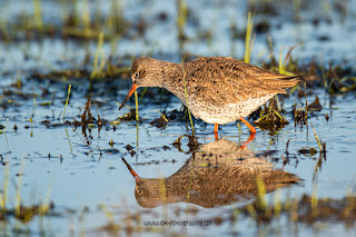 Wildlifefotografie Rotschenkel Ochsenmoor Olaf Kerber