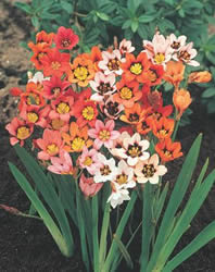 Freesia Bulbs