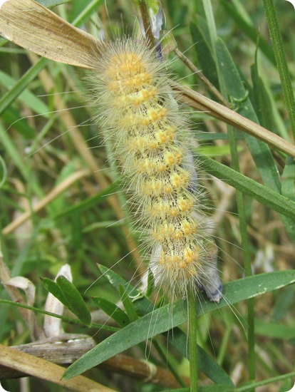 Salt Marsh Caterpillar - Yellow (1)