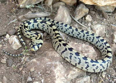 culebra de escalera Rhinechis scalaris