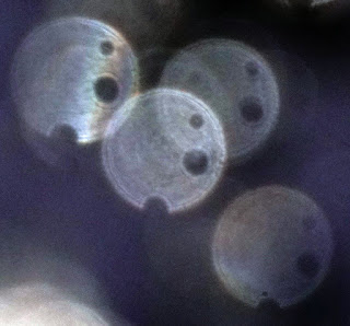 orbs with three holes