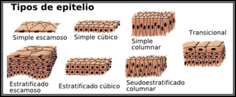 tipos de epitelio o tejido epitelial