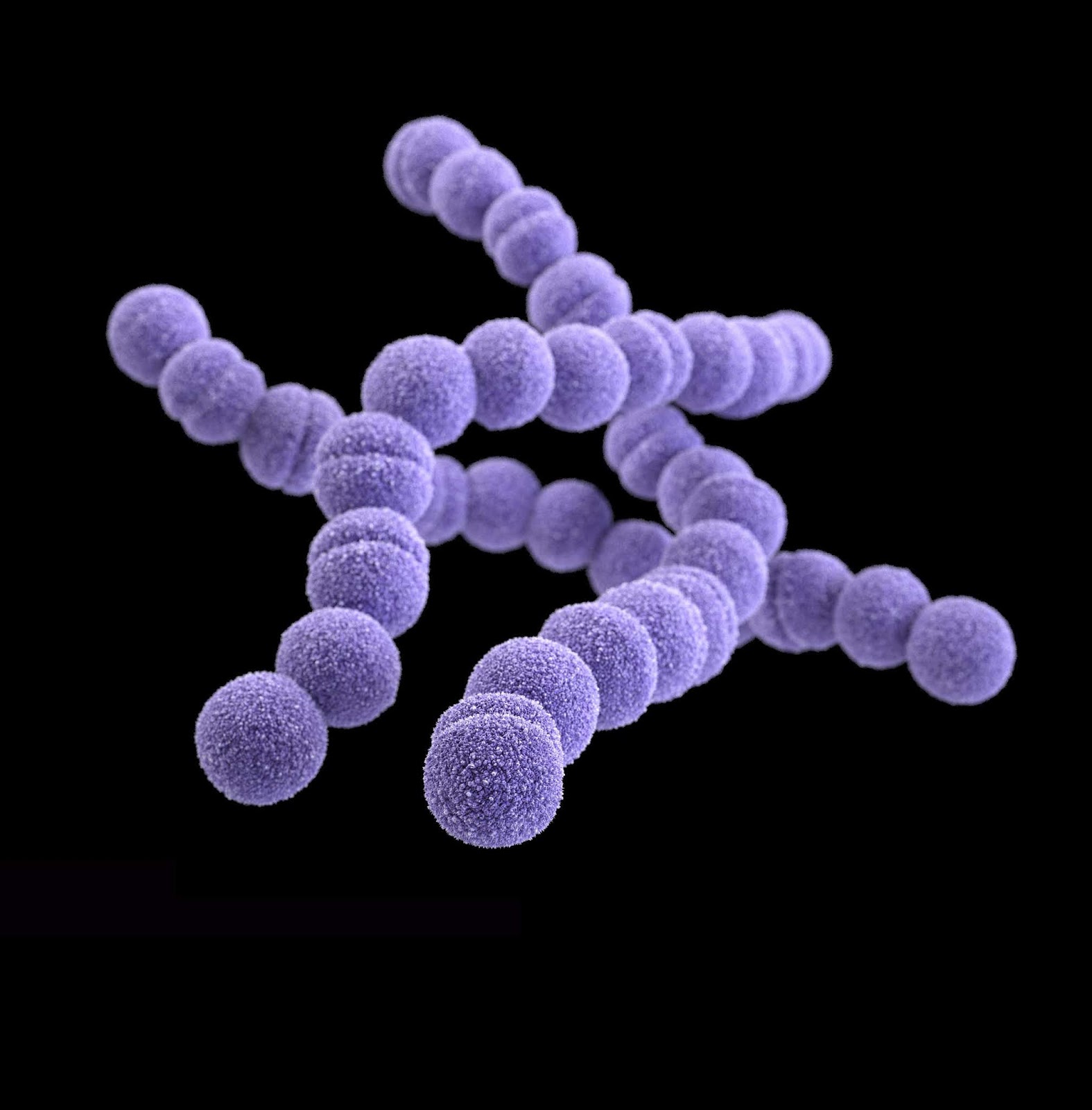 bacteri h