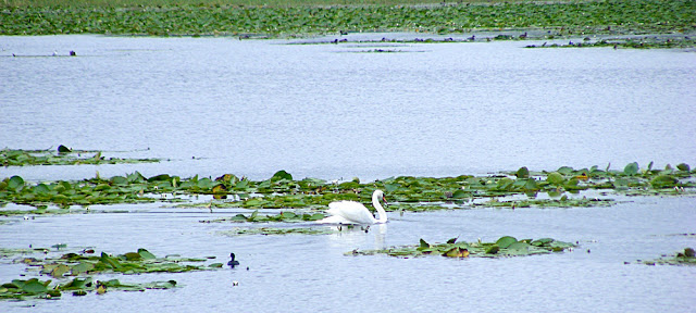 Mute Swan, Indre, France. Photo by Loire Valley Time Travel.