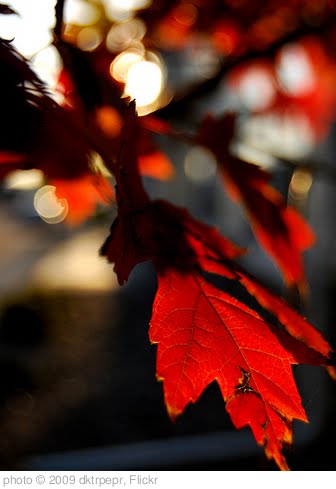 'Autumn 2009' photo (c) 2009, dktrpepr - license: http://creativecommons.org/licenses/by-nd/2.0/