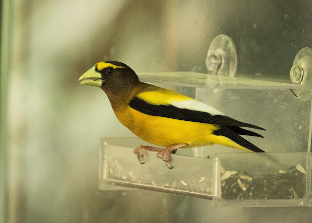 Evening Grosbeak - Hartwick Pines, Michigan, USA