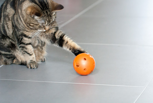 The benefits of food puzzle toys as enrichment for cats, like the food ball this cat is playing with