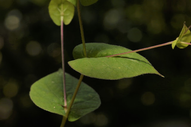 Dinetus racemosa