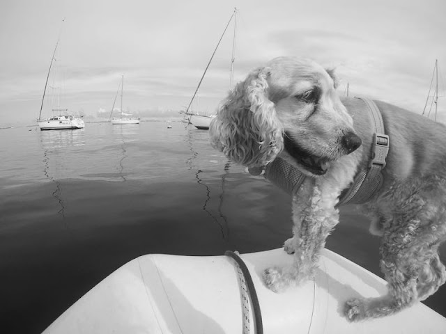 Hastings the Boat Dog rows home through Dinner Key Mooring Field