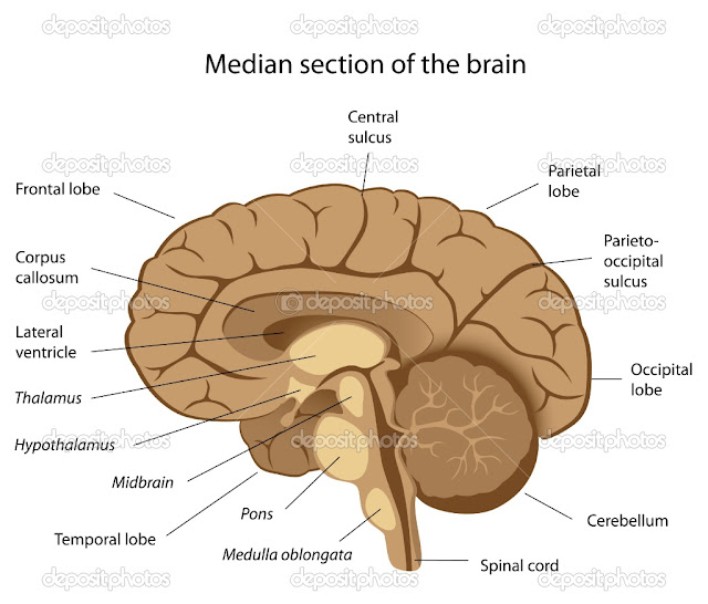 Brain Anatomy7