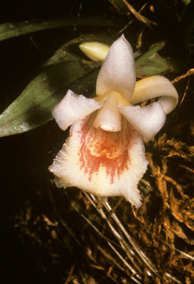 Chondroscaphe eburnea orchid plant care and culture