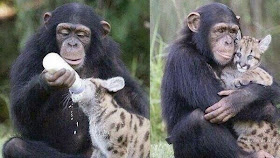 Funny animals of the week - 28 March 2014 (40 pics), chimpanzee bottle feed baby leopard