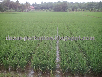 Jadwal Pemupukan Padi Sawah Yang Sempurna Dan Benar