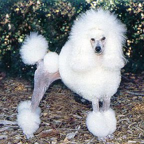 poodle dog pupies puppy hair cuts model style animal pets dog apricot