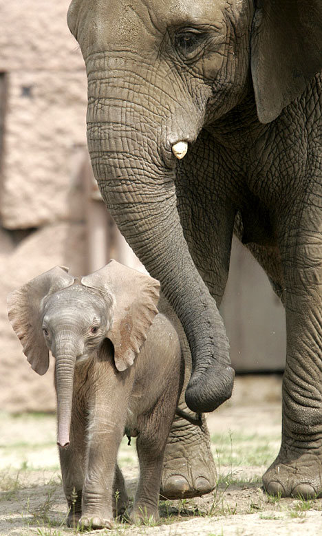 asian elephant baby