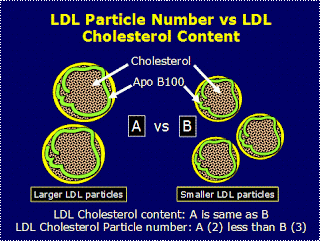 Low fasting triglycerides: A marker for large-buoyant LDL particles
