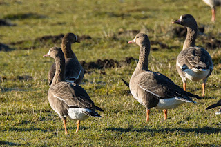 Wildlifefotografie Blässgänse