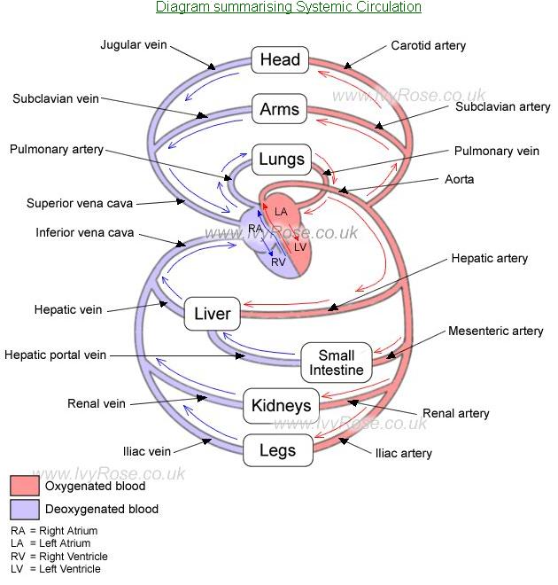 veins and arteries of body. major veins and arteries