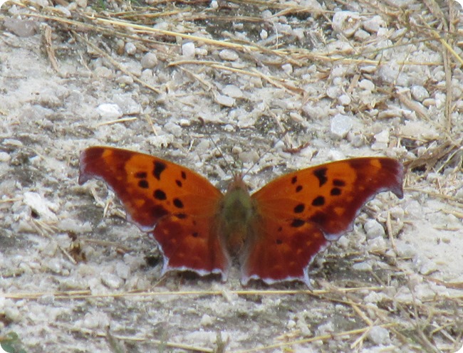 IMG_1782 Question Mark Butterfly