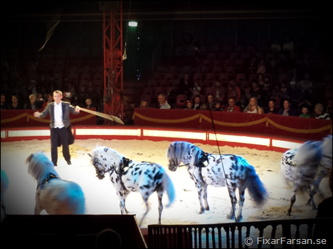 Cirkus-Maximum-2013-Hästar