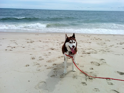 Tips to Keep dogs safe at the beach.  Canine beach safety tips, Hot weather safety for dogs