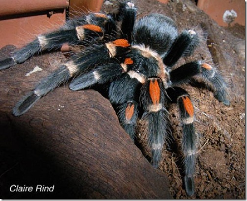 tarantula