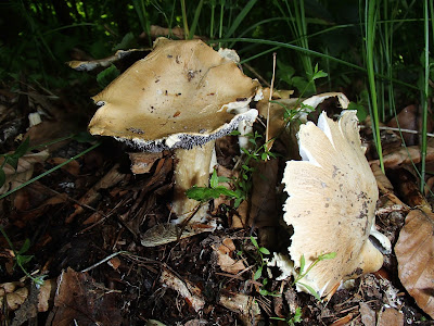 Grzyby majowe, grzyby w maju, grzyby na wiosnę, grzybobranie w maju, borowiki w maju, borowik ceglastopory Boletus luridoformis, Las Bronaczowa, lasy w okolicach Krakowa, Sromotnik smrodliwy, sromotnik bezwstydny Phallus impudicus