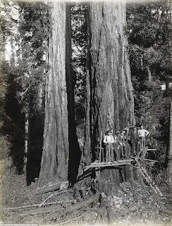 Pohon-Pohon Raksasa Dari Humboldt