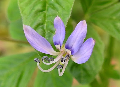 平伏莖白花菜的花