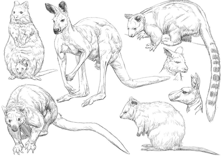 06-Marsupials-Animal-Pencil-Drawings-Chen-Yang-www-designstack-co