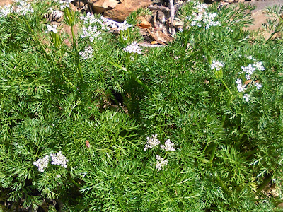 flores silvestres blancas