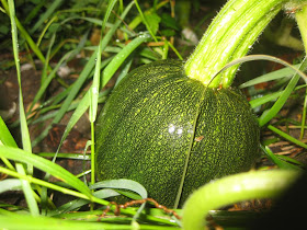 pumpkin just starting to grow in garden, green